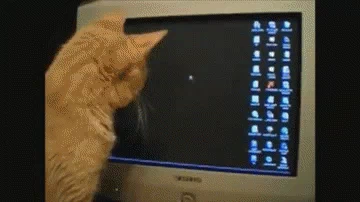 A cat is mesmerized by a moving cursor on a computer screen.